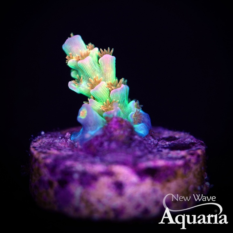 RRU Orange Passion Acro - WYSIWYG