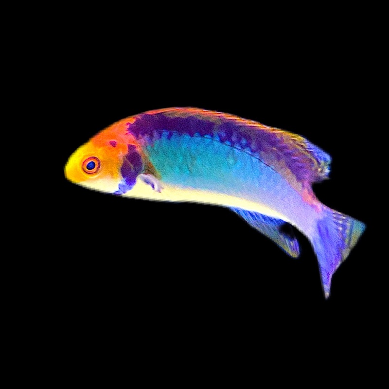 Solar Wrasse