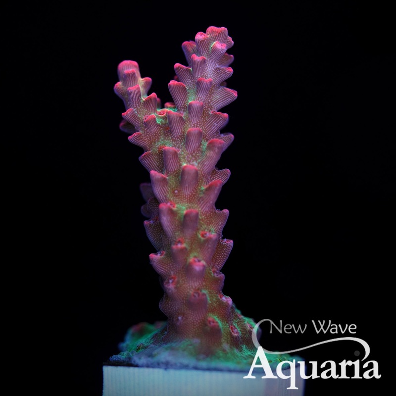 Strawberry Shortcake Acro - WYSIWYG
