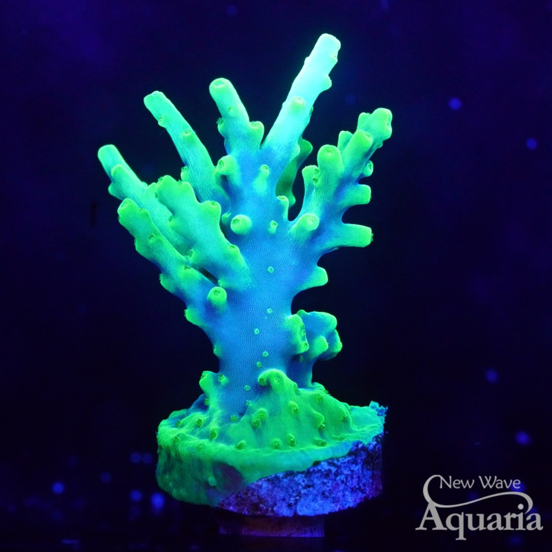 TG Glow Stick Acro
