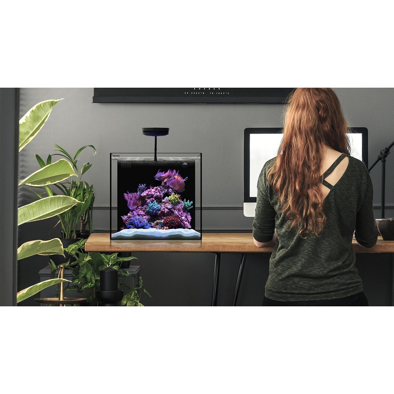 Waterbox Cube Aquarium Setup