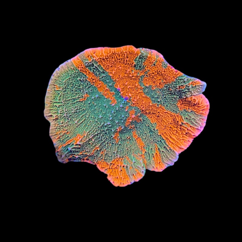 WWC Grafted Montipora