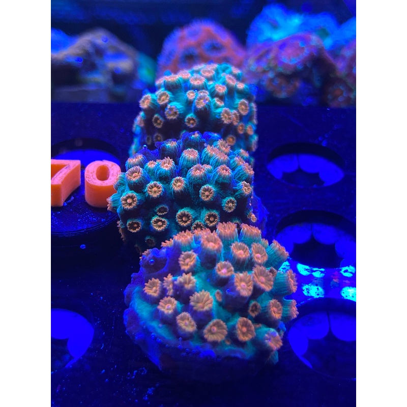 WWC Jingle Bells Cyphastrea