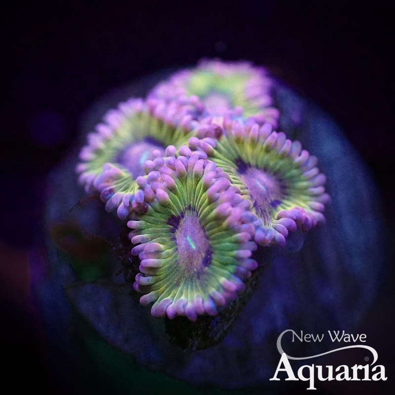 047: Chiquita Zoas