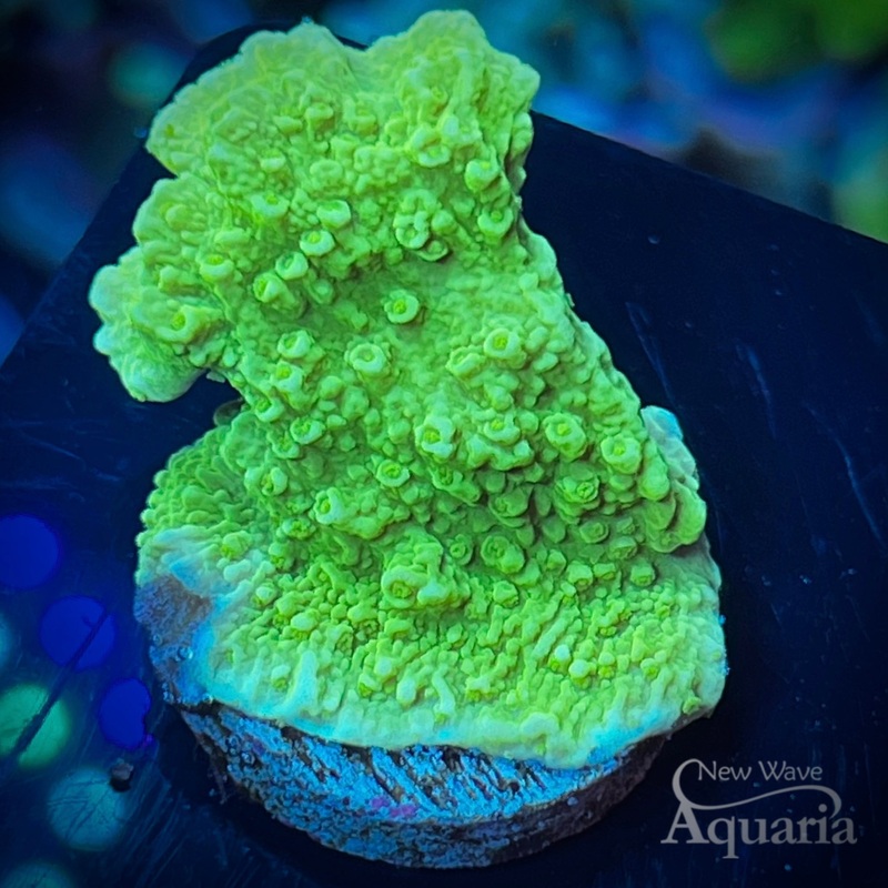 058: Neon Green Monti Cap