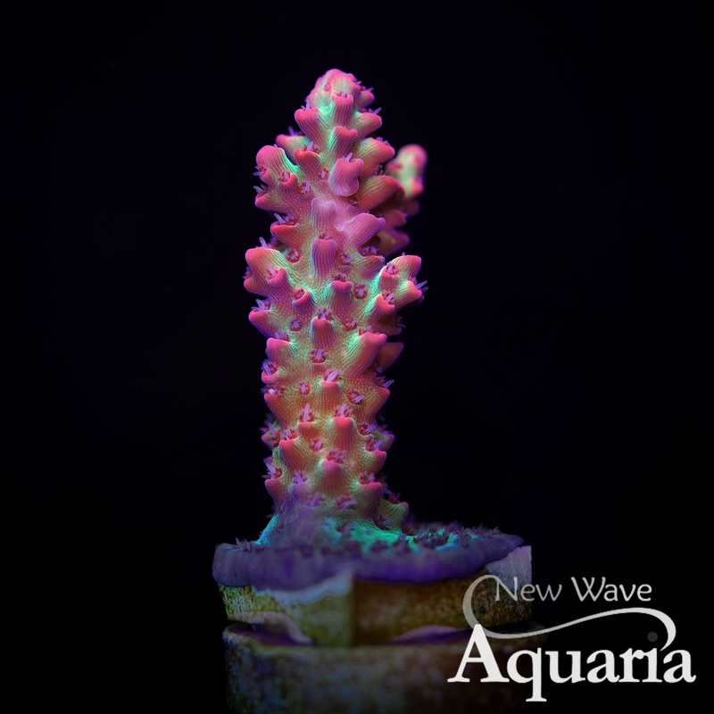 072: Strawberry Shortcake Acro - WYSIWYG