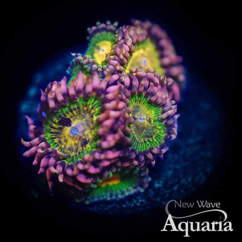 141: Buttkisser Zoa