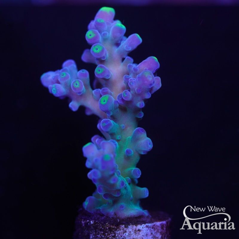 160: WWC Yellow Tip Acro