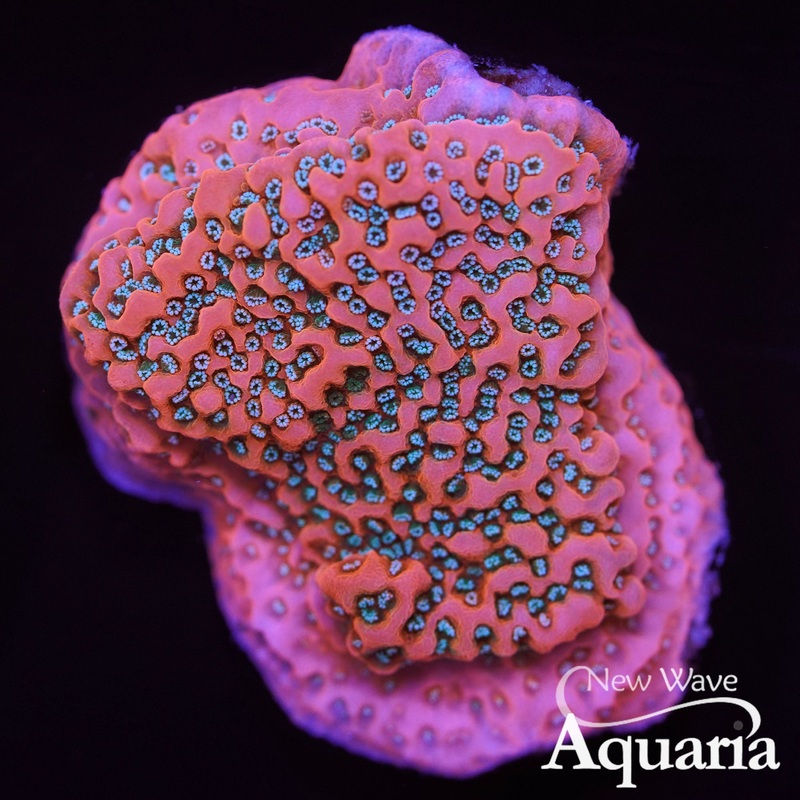 286: NWA Megatron Montipora