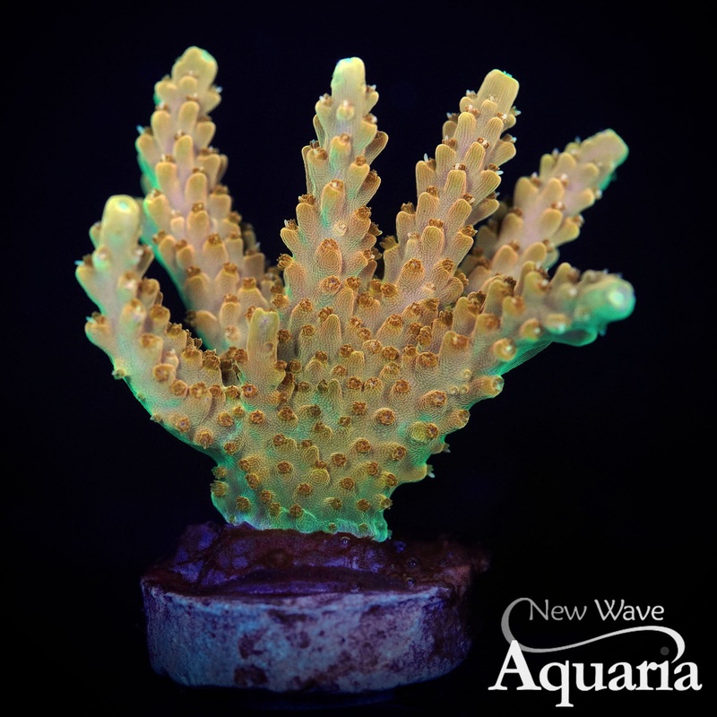 381: Orange Creamsicle acro - WYSIWYG