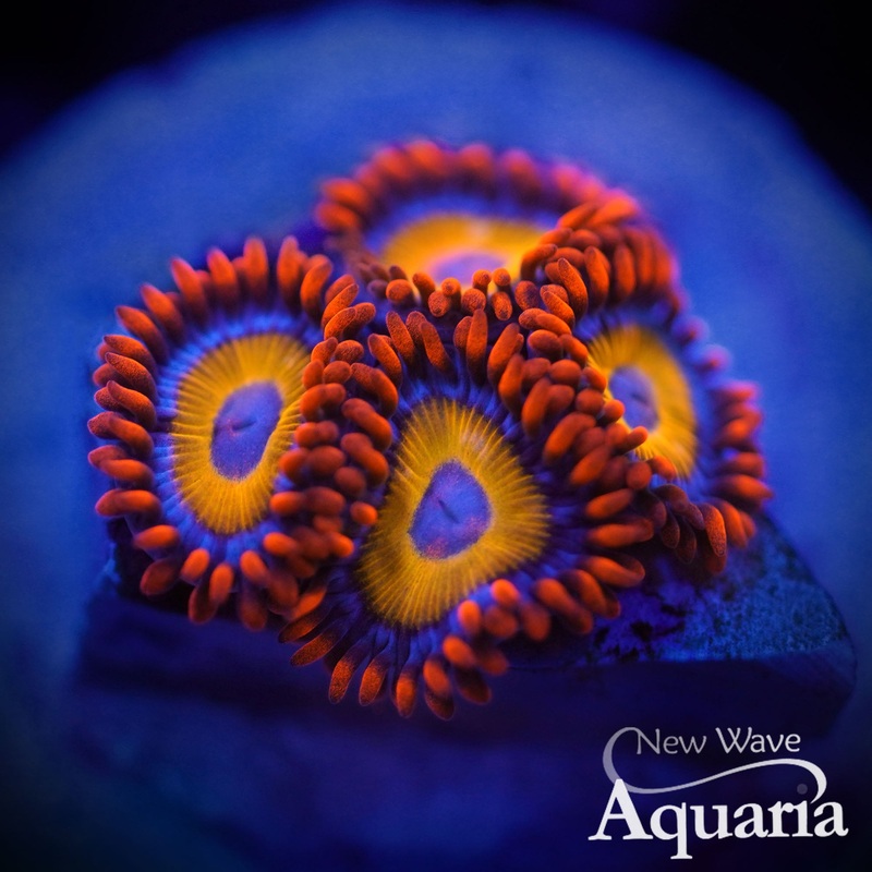 395: WWC Blondies Zoa