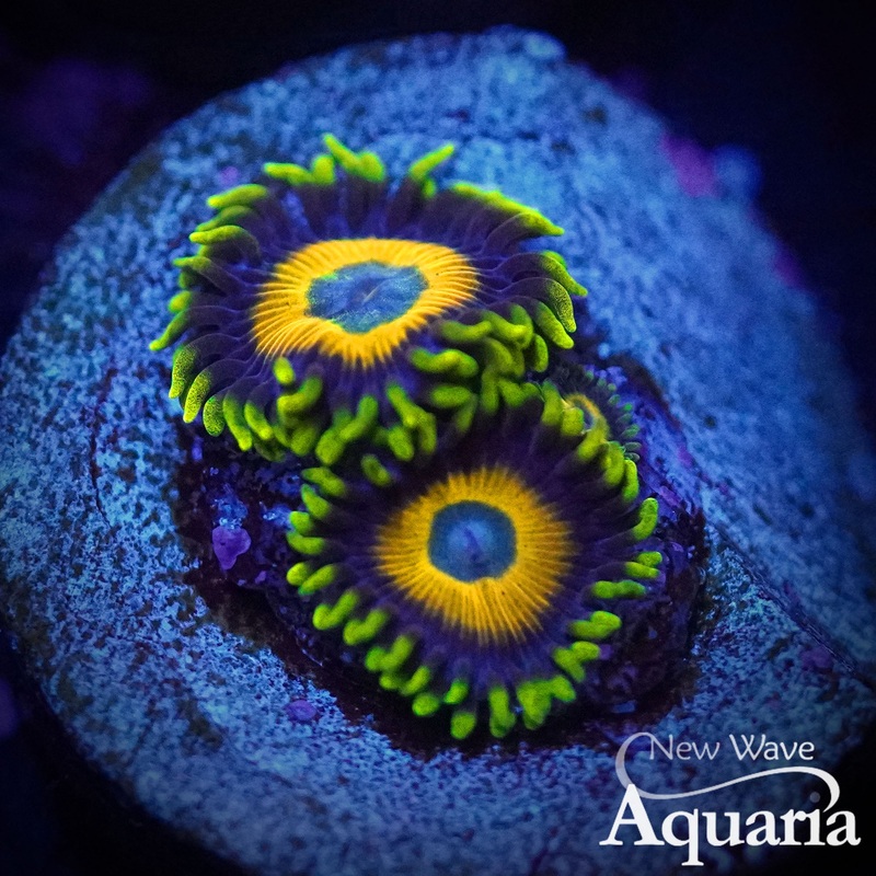 400: Scrambled Egg Zoa