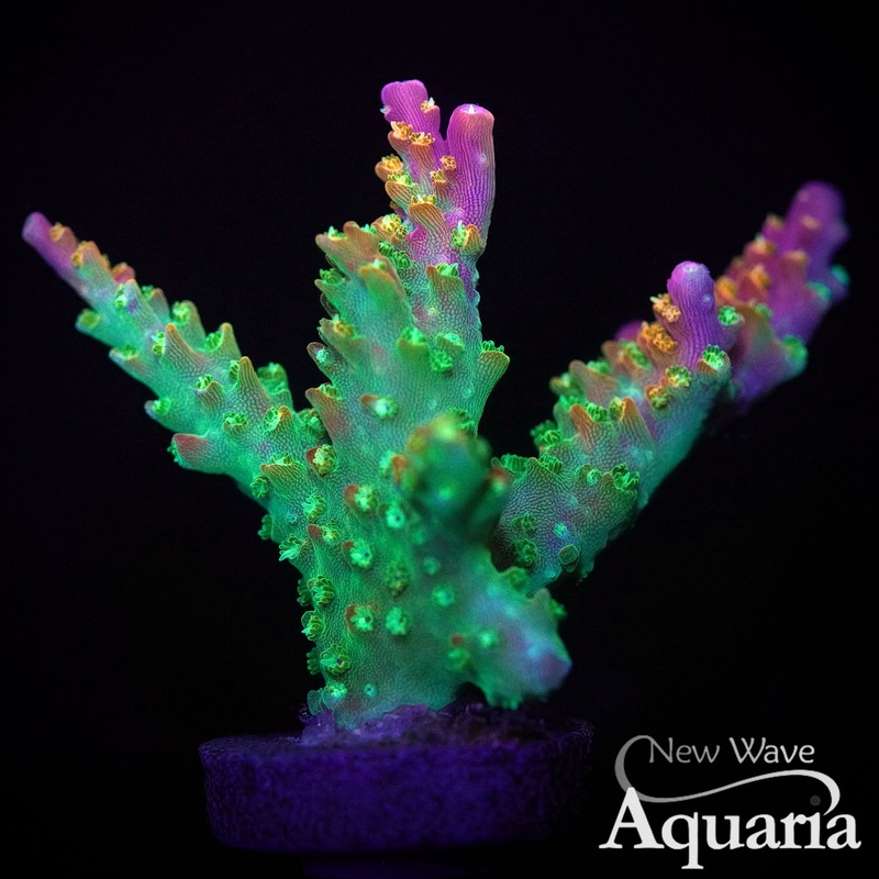 451: Paletta Pink Tip Acro