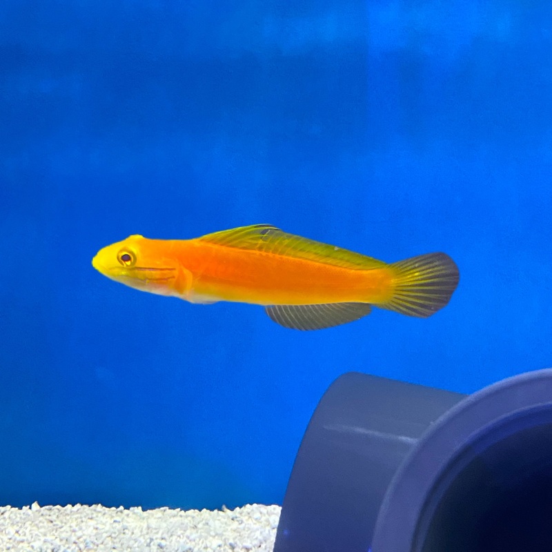 Bella Goby