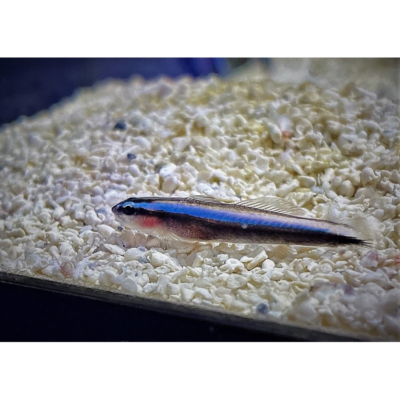 Bluestripe Neon Cleaner Goby