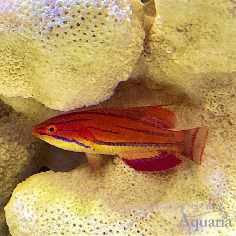 Carpenter Flasher Wrasse