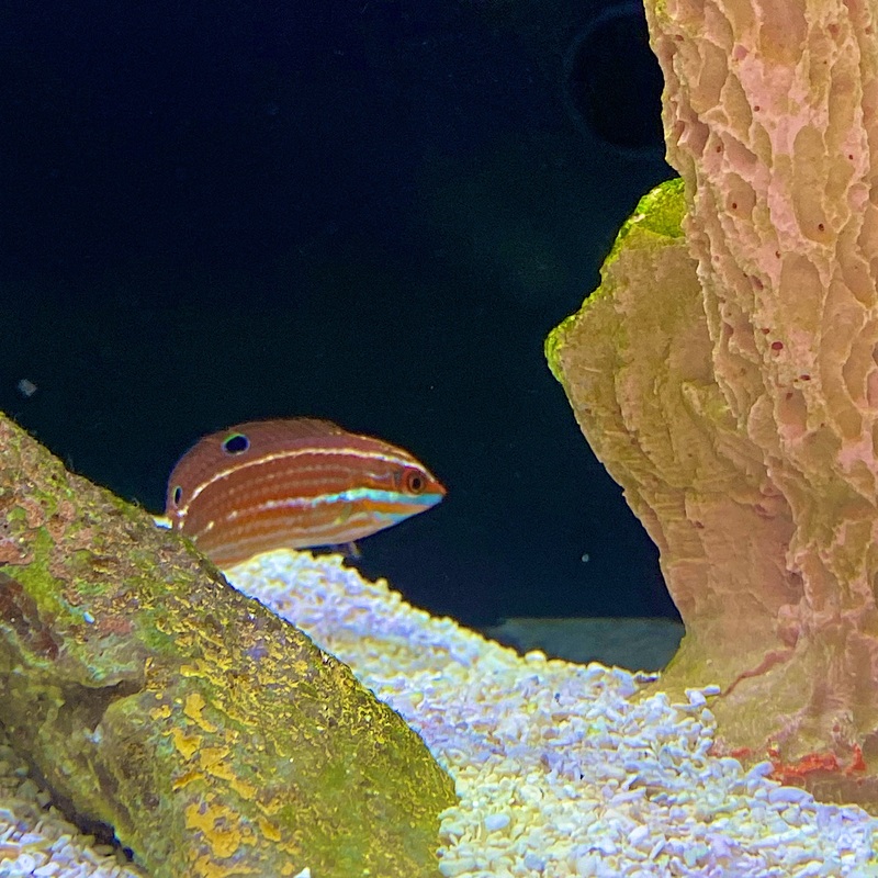Christmas Wrasse  my