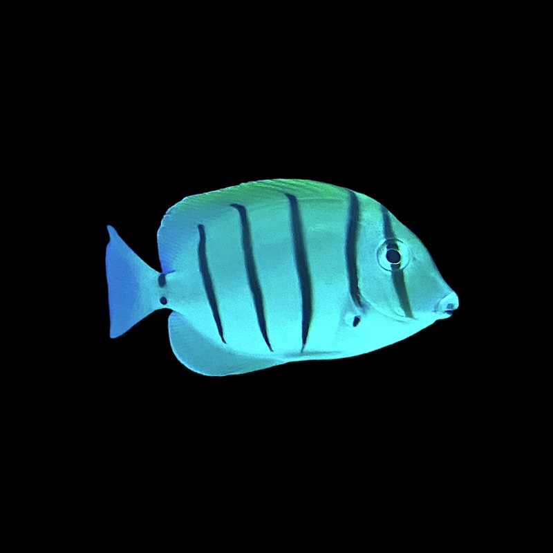Convict Tang