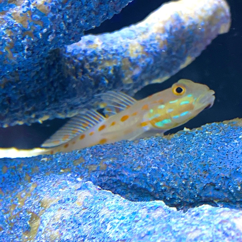 Diamond Goby