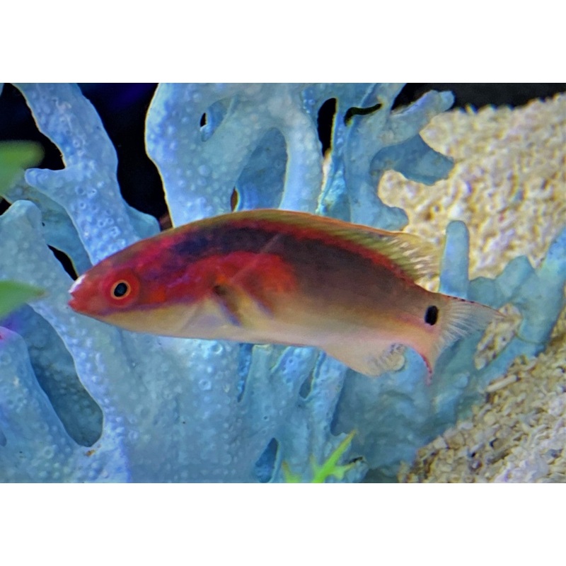 Exquisite Wrasse
