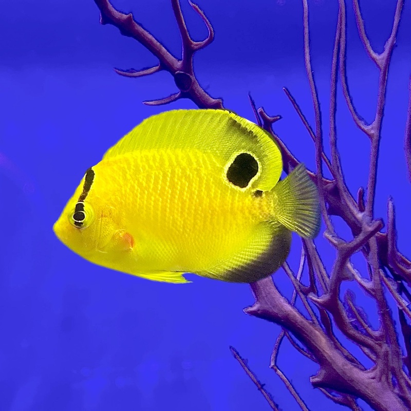 Goldflake Angelfish (Captive Bred)