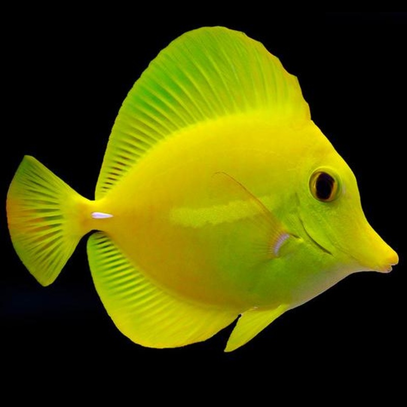 Hawaiian Yellow Tang