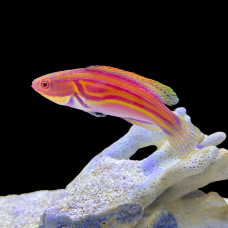 Labouti Wrasse