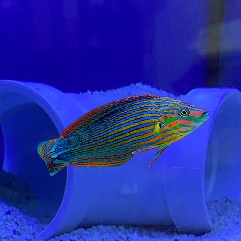 Melanarus Wrasse