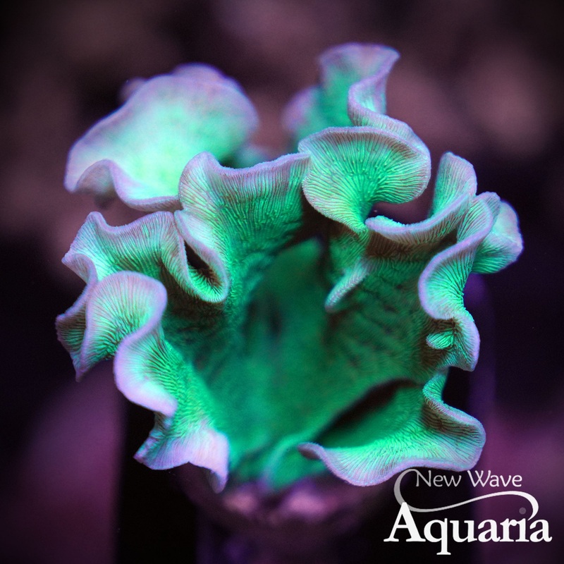 Minty Pavona (Chip Coral)