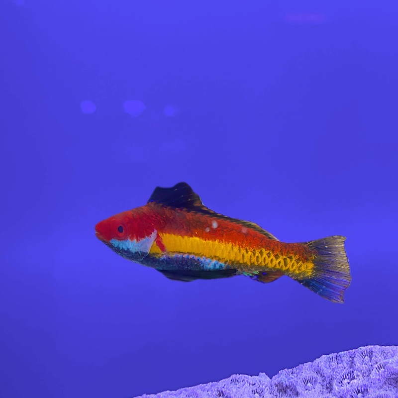 Naoko Fairy Wrasse