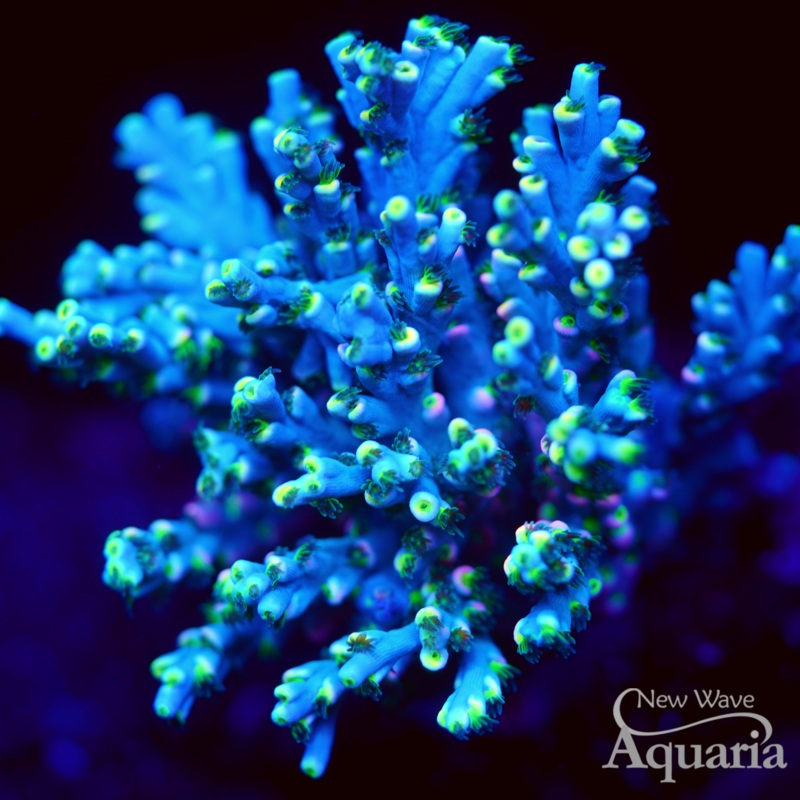 NWA Dream Team Speciosa - Cut to Order Frag