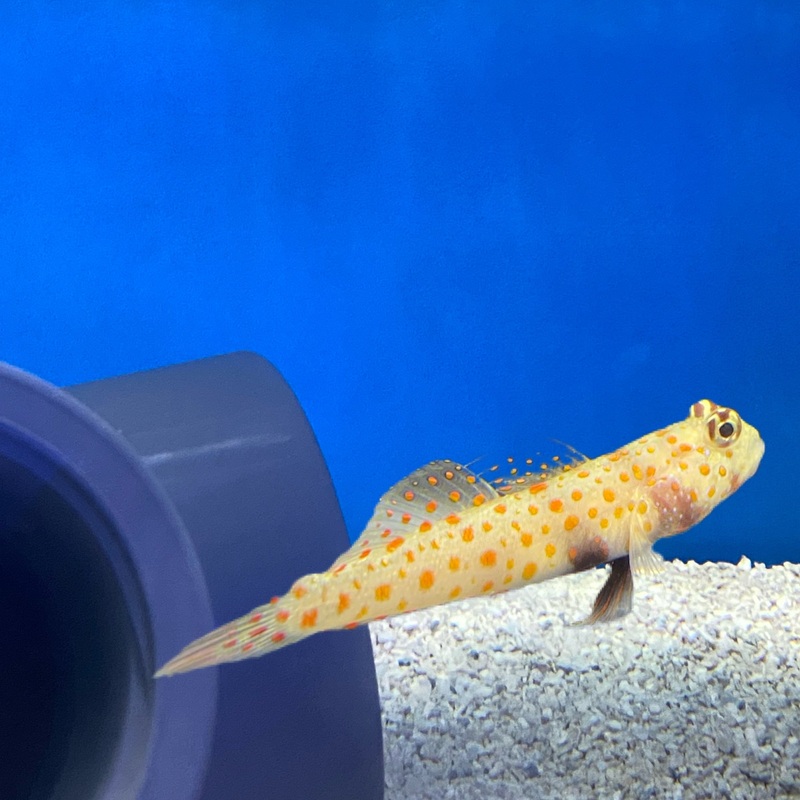 Orange Spotted Goby