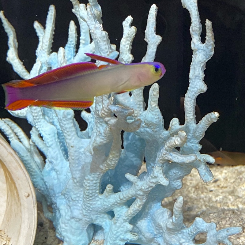 Purple Firefish