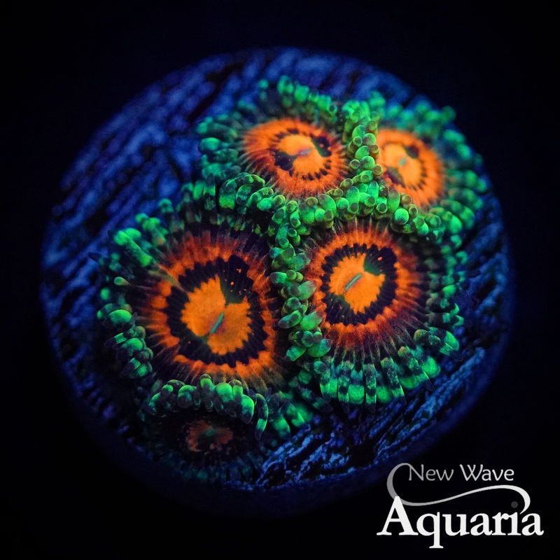 Rainbow Incinerator Zoas
