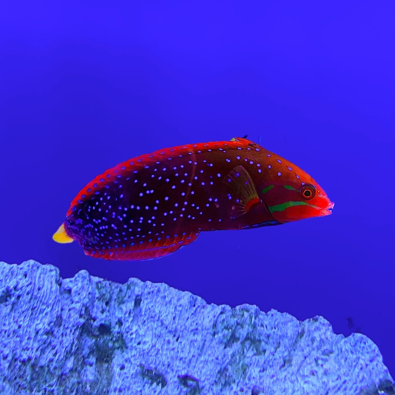 Red Coris Wrasse