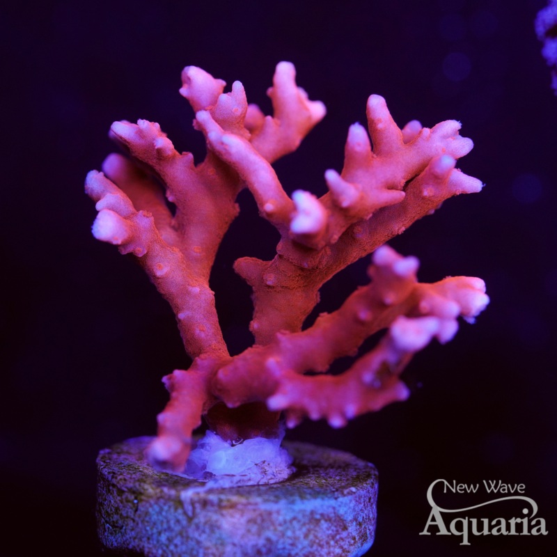 TNT Red Anacropora