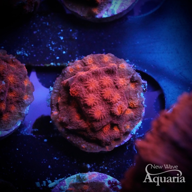 Tyree Brick Red Cyphastrea