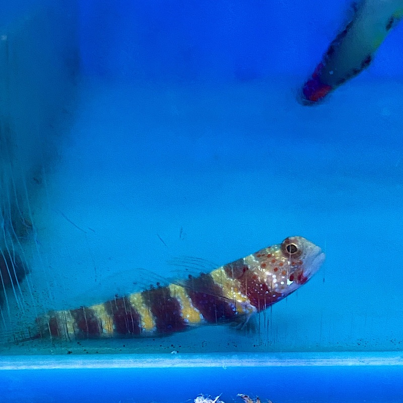 Wheelers Goby