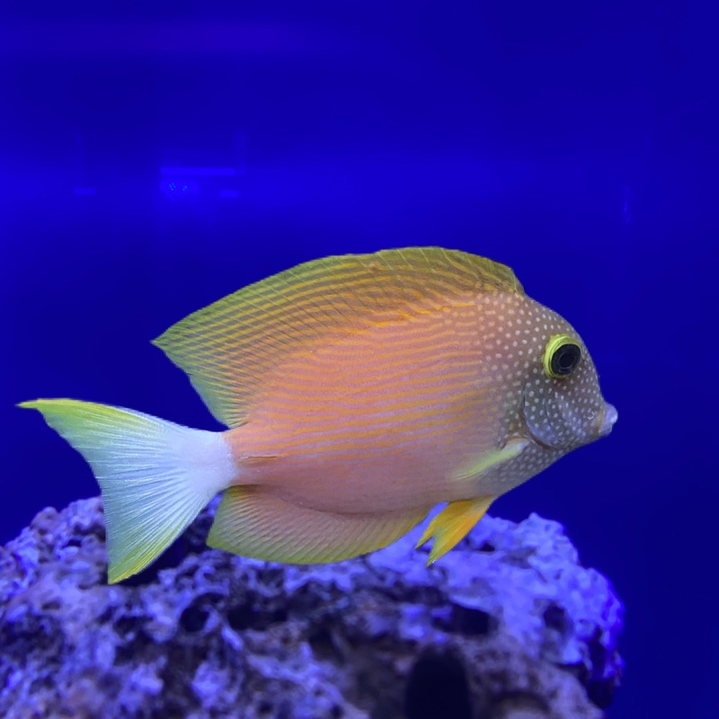 White Tail Kole Tang