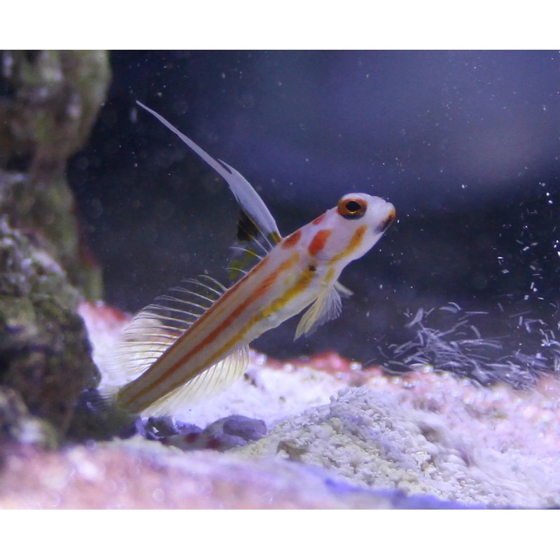 Yasha Goby