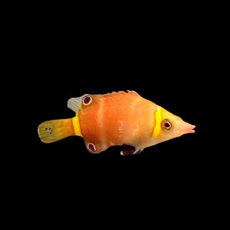 Yellow Banded Possum Wrasse