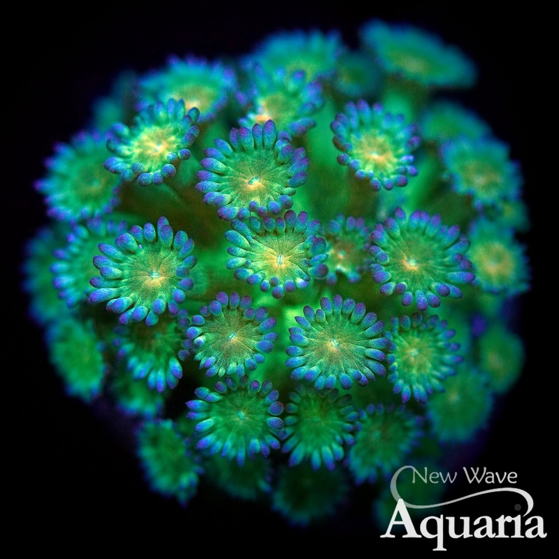 019: Glow Worm Goni WYSIWYG