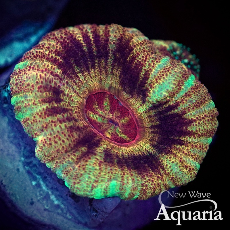 132: NWA Black Hole Sun Asian Acan
