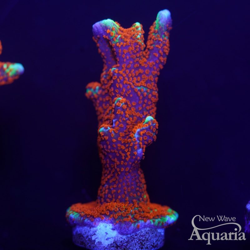 231: Bubblegum Montipora Digitata