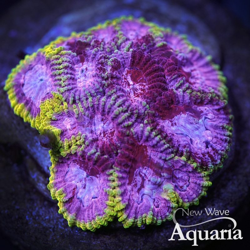 246: Pink Lemonade Fancy Favia Mini Colony WYSIWYG