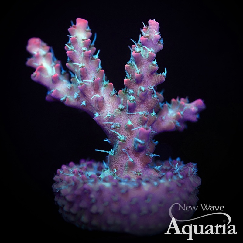 292: Vivid Confetti Acro XL FRAGS