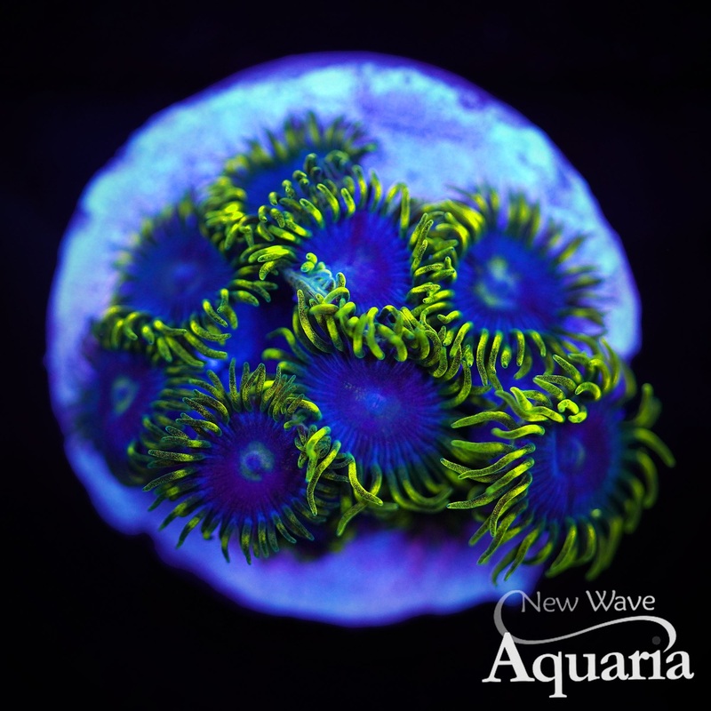 368: Blueberry Fields Zoa