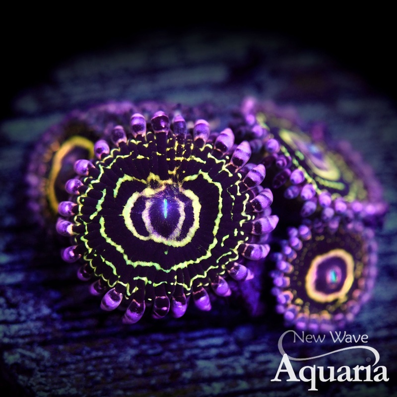 428: Stratosphere Zoa