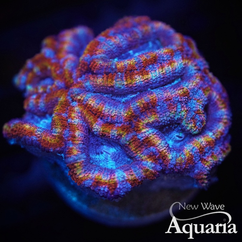Circus Freak Acan Mini Colony WYSIWYG