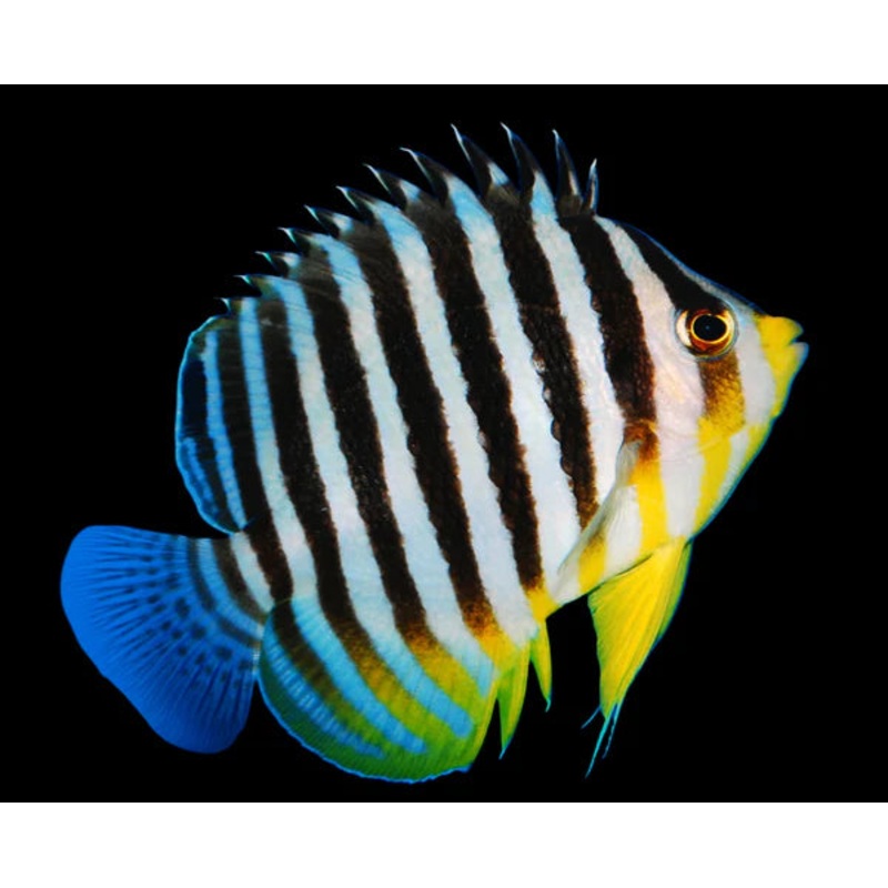 Multibar Angelfish (Biota Captive Bred)